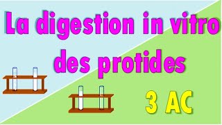 La digestion in vitro des protides [upl. by Gerhan]