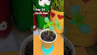 How To Grow Zinnia From Seeds Day 24 flowergrowing flowergardening zinniaplant floweringplant [upl. by Eiboj]