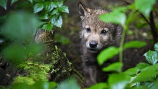 Erstmals wieder Wolfsnachwuchs im Rheingau [upl. by Yenor]