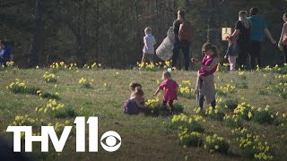 46th Annual Wye Daffodil Festival kicks off this weekend [upl. by Henricks]