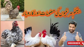 Bantam Chickens  Information and business plan [upl. by Eilahtan]