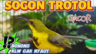 CUIT CUIT CERR SOGON TROTOL PENJEBOL EMOSI SEMUA SOGON‼️BOHONG KALAU GAK NYAUT [upl. by Isidore]