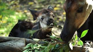 Newborn Okapi Calf at the LA Zoo [upl. by Oinigih416]