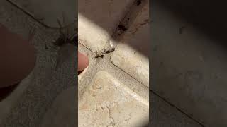 Flying Termites vs Flying Ants [upl. by Nebur]