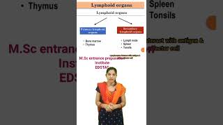 Lymphoid OrganPrimary and Secondary Lymphoid Organ cpetshorts cpetzoology bsczoology biology [upl. by Franciskus]