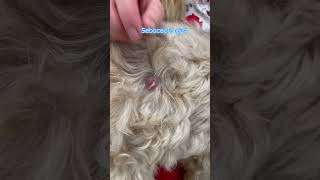 Sebaceous cyst in a dog This vets advice surgical excision is curative [upl. by Nal]