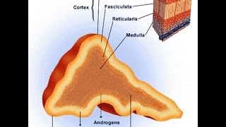 Pheochromocytoma [upl. by Marella]