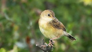 Goldenheaded Cisticola as seen in Australia [upl. by Maureen]