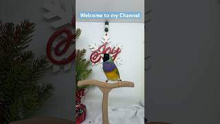 Welcome to my Channel ❤️🎄Happy Holidays🎄 Black headed European Gouldian aviary birds finch [upl. by Aicat]