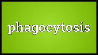 Phagocytosis Meaning [upl. by Ecinnej]