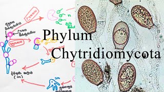 Kingdom Fungi  Chytridiomycota වංශය  AL biology lessons in sinhala  biology [upl. by Eldwen401]