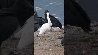 Snowy Egret amp Black Vulture shorts [upl. by Hector]