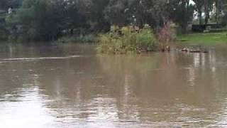 Vaal River flood 2011 [upl. by Ive]