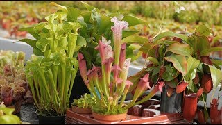 Caring for Carnivorous Plants — Plant One On Me — Ep 070 [upl. by Northrup716]