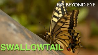 The Metamorphosis of Swallowtail Butterfly  EBS Nature Documentary [upl. by Tonya]