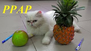 Pen Pineapple Apple Pen  PPAP Song  PPAP Cat Version  Meo Cover Home [upl. by Sukin]