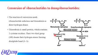 Biosynthesis and Degradation of Nucleotides part 3 [upl. by Bourgeois]