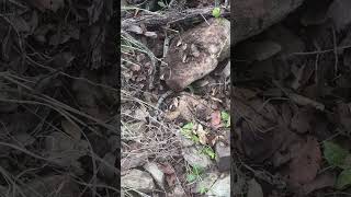 Banded Rock Rattlesnake in the  rocks [upl. by Suoirtemed]