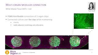 Quantification of insulin response in a modular multiorgan chip approach white adipose tissueliver [upl. by Fredi]