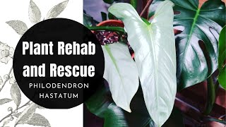 Houseplant RESCUE Philodendron Hastatum Silver Sword How to REVIVE your dying plant from root rot [upl. by Stefa]