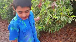 The secret of Manilkara Zapota  Chicko Farm  Shaheem and Sameem [upl. by Baerl28]