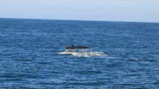 PV Mexico Whale Watching some sharks and dolphinsm4v [upl. by Odlabso]