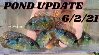 POND UPDATE  6221 Geophagus Brasiliensis Gymnogeophagus sp quotEl Nortequot [upl. by Odnumde]