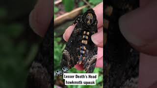 Cute squeak by Death’s head hawkmoth [upl. by Born459]