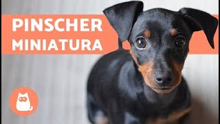 PINSCHER MINIATURA  Características cuidados y adiestramiento [upl. by Nesyt969]