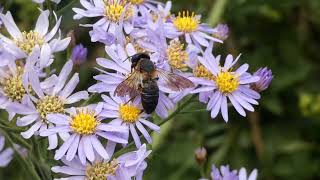 Giant Resin Bee Visits Tatarian Aster Flowers for Nectar [upl. by Rina370]