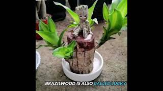 Brazilwood Hydroponic Plants Groot Lucky Wood Potted [upl. by Yddub]