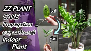 ZZ Plant Care Propagation  Indoor plant ആയാൽ ഇങ്ങനെ വേണം  low maintenance and easy care [upl. by Amerak]