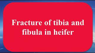 Fracture of tibia and fibula in heifer [upl. by Maharva]