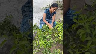 Tip  Time ki ravi konni okasari ento malli epudu chesthunnam pruning pruning pruningtips flowers [upl. by Tolley]