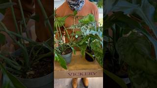 Rare Houseplant haul Philodendron Joepii amp Aglaonema Green Army planthaul houseplants plants [upl. by Radcliffe149]