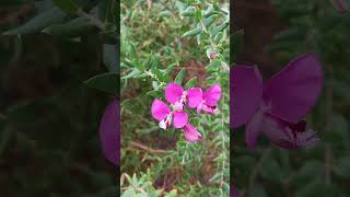 Polygala myrtifolia  Myrtleleaf milkwort  Krzyżownica mirtolistna 🌸 [upl. by Yreffej682]