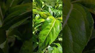 Fatsia camouflage a new addition in my garden [upl. by Petronilla]