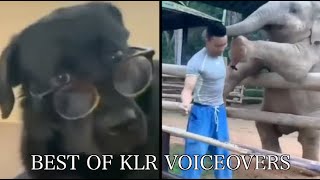 Best Animal Voiceovers 2023 [upl. by Blayze]