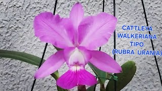 CATTLEYA WALKERIANA TIPO  RUBRA URANIA [upl. by Annala]