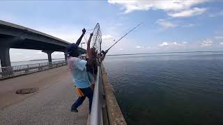 Cobia Fishing Broad River fishing Pier [upl. by Castro]