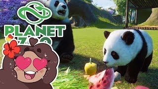 Birth of Our Baby PANDA 🐼 Daily Planet Zoo • Day 9 [upl. by Fara112]