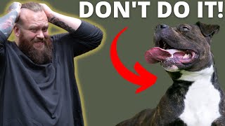 WHY YOU SHOULDNT GET A STAFFORDSHIRE BULL TERRIER [upl. by Okihsoy]