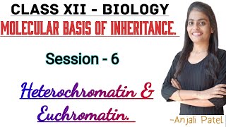 Class XII Biology  Molecular basis of inheritance  Heterochromatin and Euchromatin [upl. by Aliab395]