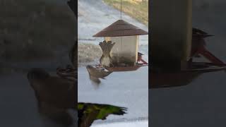 Ohio State Bird Male Cardinal at bird feeder 2024 shorts drockingfish [upl. by Lightman72]