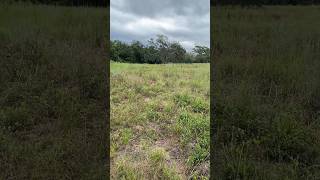 Nature Is Reclaiming My Homestead Land [upl. by Ala750]