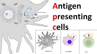 Antigen Presenting Cells APC [upl. by Cicenia]