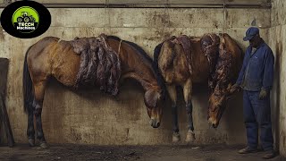 Millions of Horses Raised for Meat on Farms  Modern Technology for Harvesting and Processing Horses [upl. by Cordalia632]