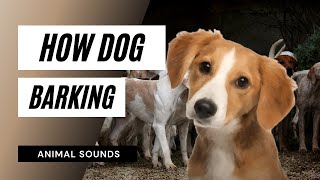 dog barking  dog bark test  this sound will make your dogs barking [upl. by Ahsinek]