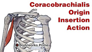 Coracobrachialis Anatomy Origin Insertion amp Action [upl. by Rengaw]