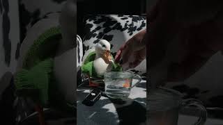 Want crisp audio That cute duck is sure to get those peas🦆🧊🥤 🎙️DJI MIC 2 🎬ducksinspace [upl. by Hsotnas674]